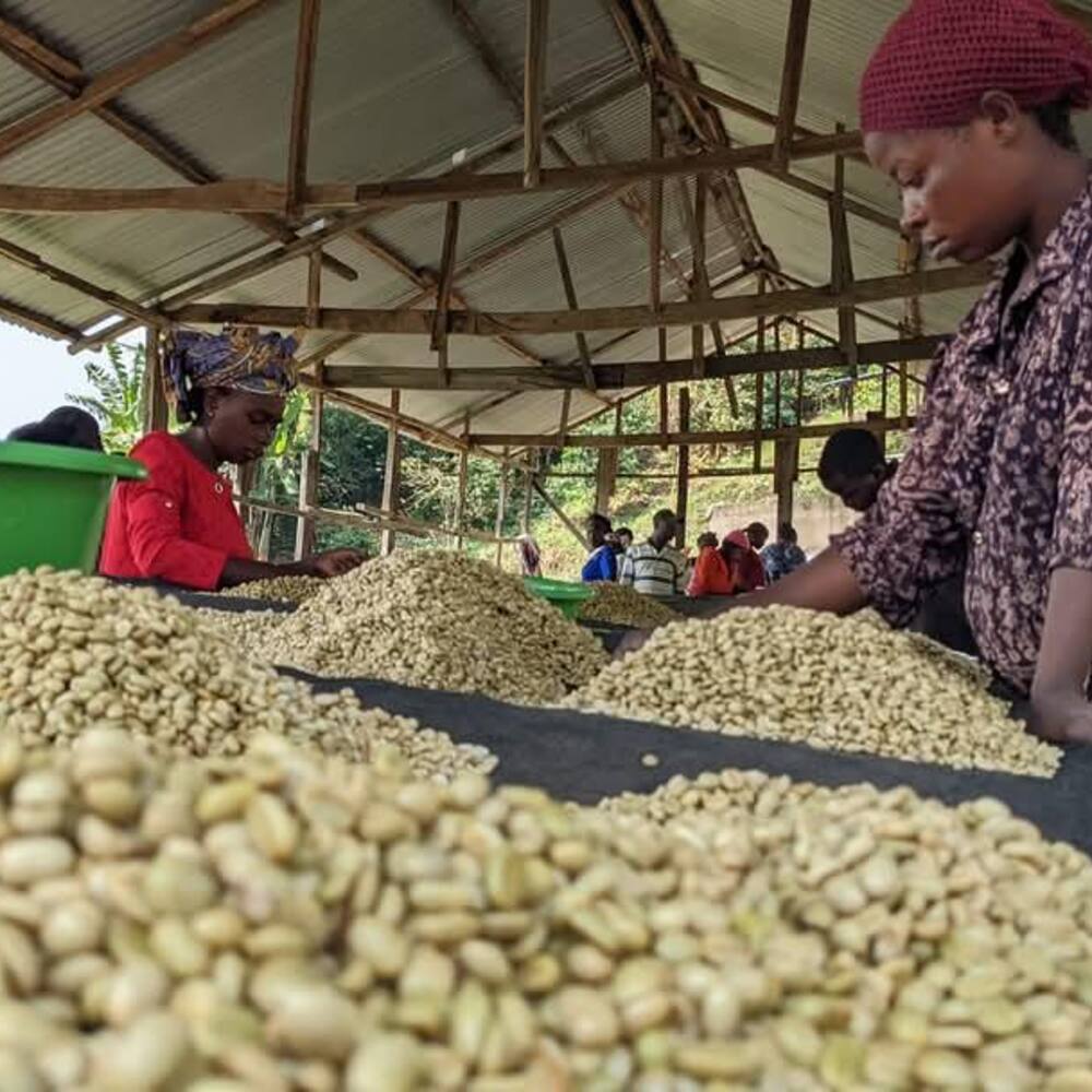 Productrices de la coopérative Majirane sur les hauteurs du Lac Kivu